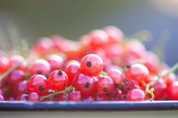 Ripe red currant berries in a cup.