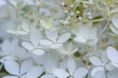 Beyaz ortanca çiçekleri bir yaz bahçesinde. Güzel, narin yaprakların makro çekimi..