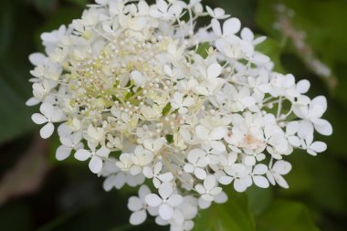 Beyaz ortanca çiçekleri bir yaz bahçesinde. Güzel, narin yaprakların makro çekimi..