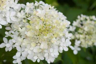 Beyaz ortanca çiçekleri bir yaz bahçesinde. Güzel, narin yaprakların makro çekimi..