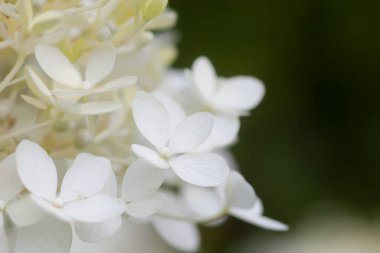 Beyaz ortanca çiçekleri bir yaz bahçesinde. Güzel, narin yaprakların makro çekimi..