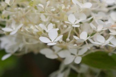 Beyaz ortanca çiçekleri bir yaz bahçesinde. Güzel, narin yaprakların makro çekimi..