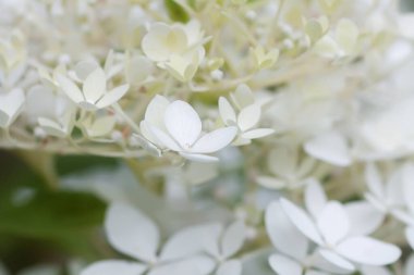 Beyaz ortanca çiçekleri bir yaz bahçesinde. Güzel, narin yaprakların makro çekimi..