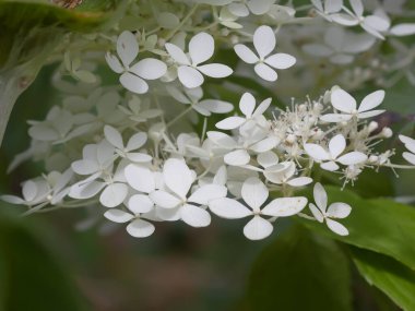 Beyaz ortanca çiçekleri bir yaz bahçesinde. Güzel, narin yaprakların makro çekimi..