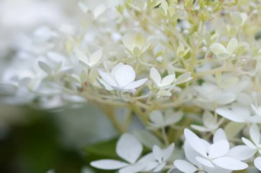 Beyaz ortanca, yaz bahçesindeki güzel çiçekler..