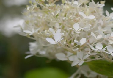 Beyaz ortanca, yaz bahçesindeki güzel çiçekler..