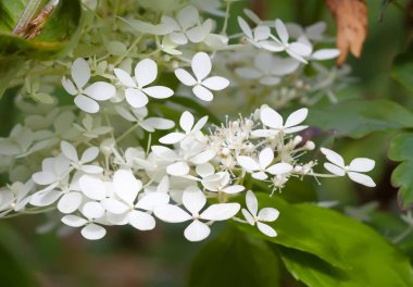 Beyaz ortanca çiçekleri bir yaz bahçesinde. Güzel, narin yaprakların makro çekimi..