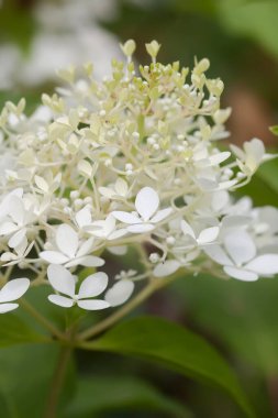 Beyaz ortanca, yaz bahçesindeki güzel çiçekler..