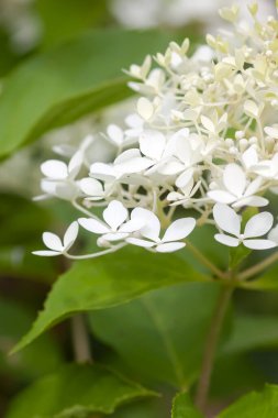 Beyaz ortanca, yaz bahçesindeki güzel çiçekler..