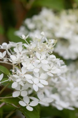 Beyaz ortanca çiçekleri bir yaz bahçesinde.