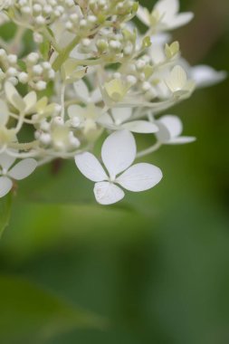 Beyaz ortanca çiçekleri bir yaz bahçesinde.