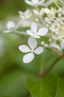 Beyaz ortanca çiçekleri bir yaz bahçesinde.