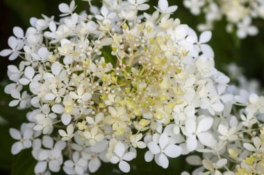 Beyaz ortanca, yaz bahçesindeki güzel çiçekler..