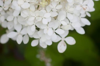 Beyaz ortanca çiçekleri bir yaz bahçesinde.