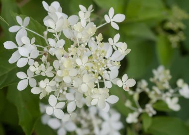 Beyaz ortanca çiçekleri bir yaz bahçesinde.