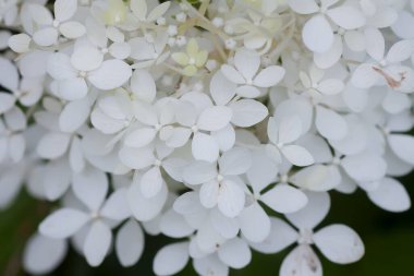 Beyaz ortanca çiçekleri bir yaz bahçesinde.