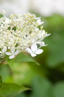 Beyaz ortanca çiçekleri bir yaz bahçesinde.