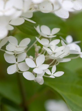 Beyaz ortanca çiçekleri bir yaz bahçesinde.