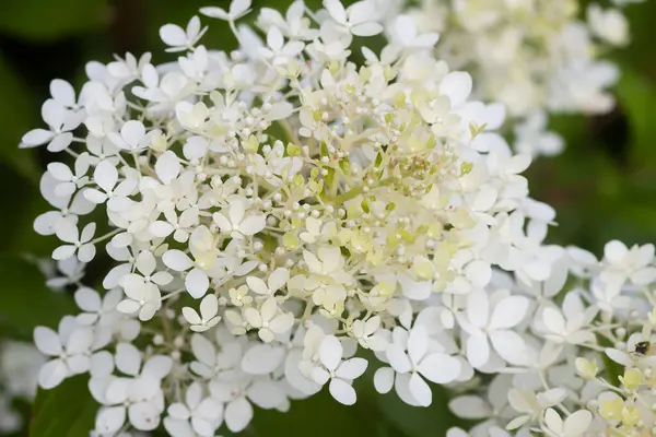 Beyaz ortanca çiçekleri bir yaz bahçesinde. Güzel, narin yaprakların makro çekimi..
