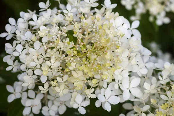 Beyaz ortanca, yaz bahçesindeki güzel çiçekler..