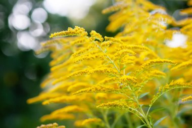 Altın çubuğun sarı çiçekleri tamamen çiçek açmış. Solidago bitkisi.