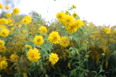 Rudbeckia Altın top sarı çiçekler.