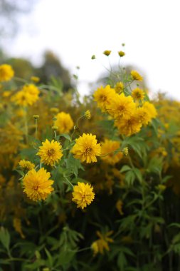 Rudbeckia Altın top sarı çiçekler.