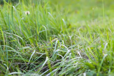 Çayırdaki kır çiçekleri. Doğada güzellik.