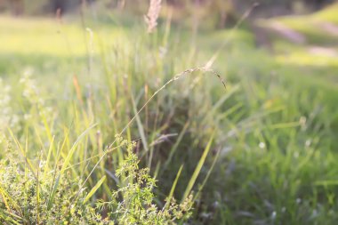 Çayırdaki kır çiçekleri. Doğada güzellik.
