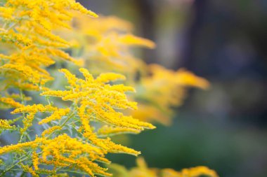 Altın çubuğun sarı çiçekleri tamamen çiçek açmış. Solidago bitkisi.