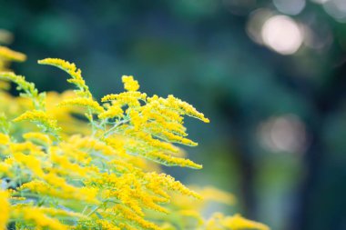 Altın çubuğun sarı çiçekleri tamamen çiçek açmış. Solidago bitkisi.
