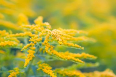 Altın çubuğun sarı çiçekleri tamamen çiçek açmış. Solidago bitkisi.