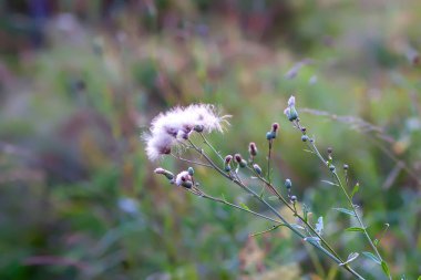 Çayırdaki kır çiçekleri. Doğada güzellik. Devedikeni bitkileri.