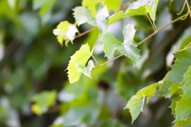 Üzüm bağında yeşil üzüm.