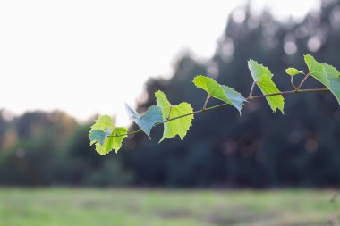 Üzüm bağında yeşil üzüm.
