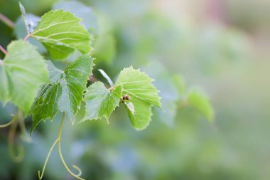 Üzüm bağında yeşil üzüm.