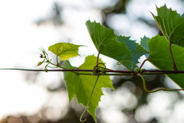 Üzüm bağında yeşil üzüm.