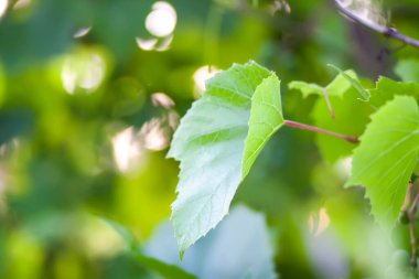 Üzüm bağında yeşil üzüm.