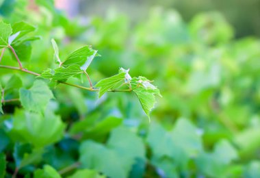Üzüm bağında yeşil üzüm.