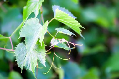 Üzüm bağında yeşil üzüm.