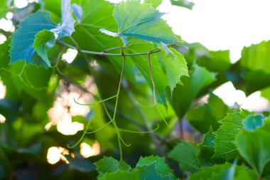 Üzüm bağında yeşil üzüm.