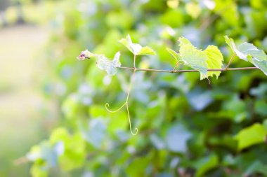 Üzüm bağında yeşil üzüm.