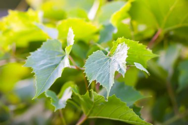 Üzüm bağında yeşil üzüm.
