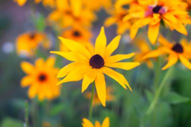 Rudbeckia hirta sarı çiçekli tıbbi bitki.