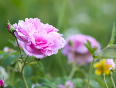 Çiçek açmış bahçe gülleri. Dışarıda yetişen güzel romantik çiçekler..