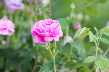 Çiçek açmış bahçe gülleri. Dışarıda yetişen güzel romantik çiçekler..