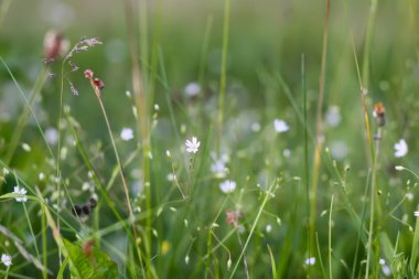 Çayırdaki kır çiçekleri. Doğada güzellik.