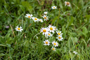 Çayırdaki kır çiçekleri. Doğada güzellik. Beyaz papatyalar.