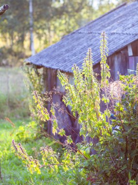 Leonurus Kardiakası, ya da anaç otlar. At-otu, aslan kulağı ve aslan kuyruğu. Tıbbi bitki..