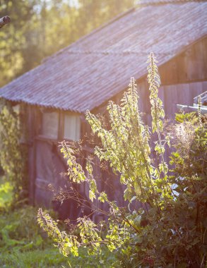 Leonurus Kardiakası, ya da anaç otlar. At-otu, aslan kulağı ve aslan kuyruğu. Tıbbi bitki..